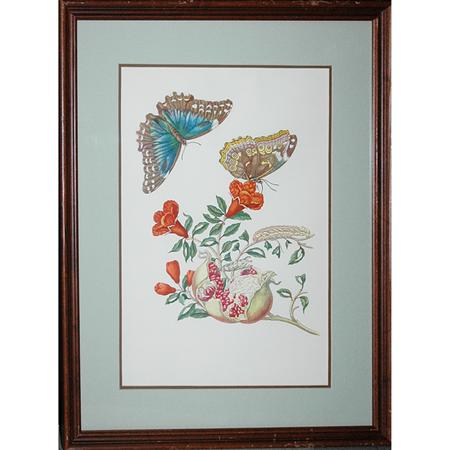 After Maria Sybilla Merian