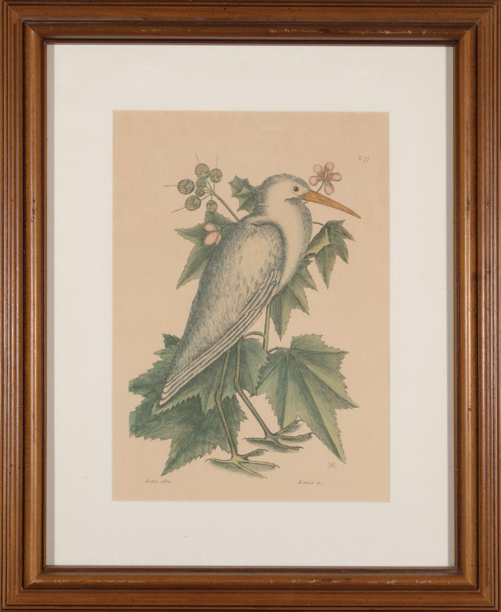 AFTER MARK CATESBY (BRITISH,