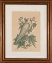 AFTER MARK CATESBY (BRITISH, 1