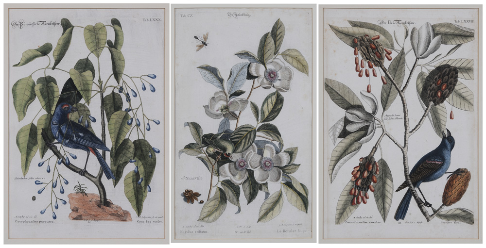 After Mark Catesby (British,