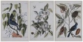 After Mark Catesby (British, 1