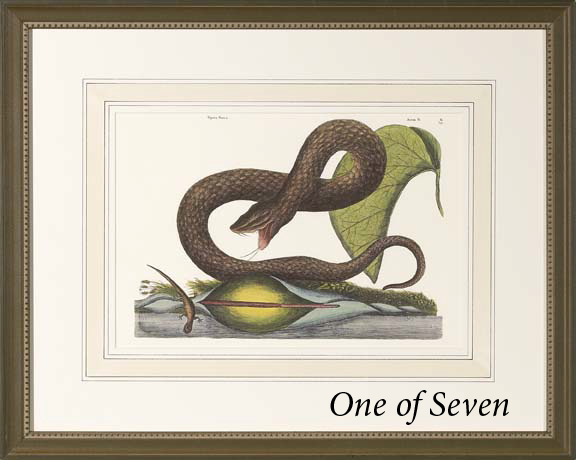 After Mark Catesby (British,