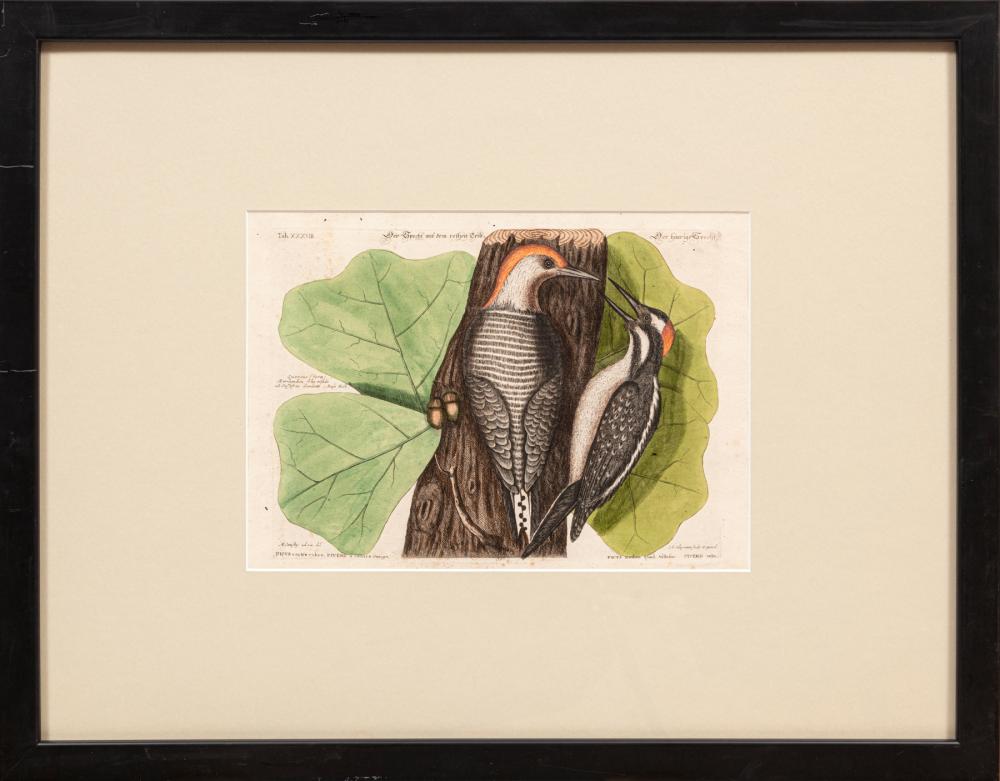 AFTER MARK CATESBY (BRITISH,