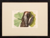 AFTER MARK CATESBY (BRITISH, 1