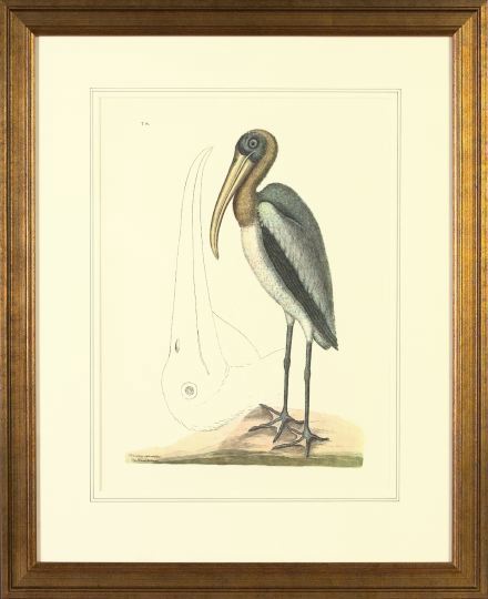 After Mark Catesby (English,