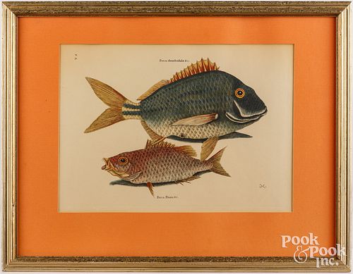 AFTER MARK CATESBY PERCA PIUNIS