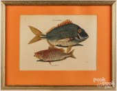 AFTER MARK CATESBY PERCA PIUNI