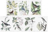 AFTER MARK CATESBY(British, 16