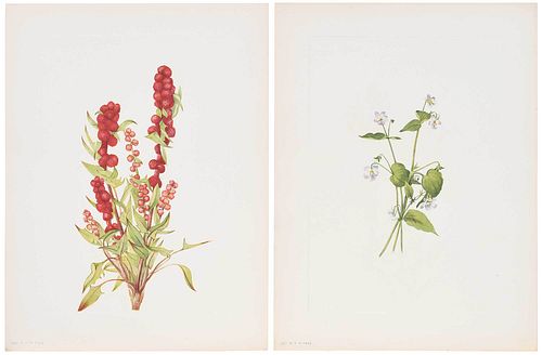 AFTER MARY VAUX
