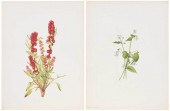 AFTER MARY VAUX WALCOTT(Americ