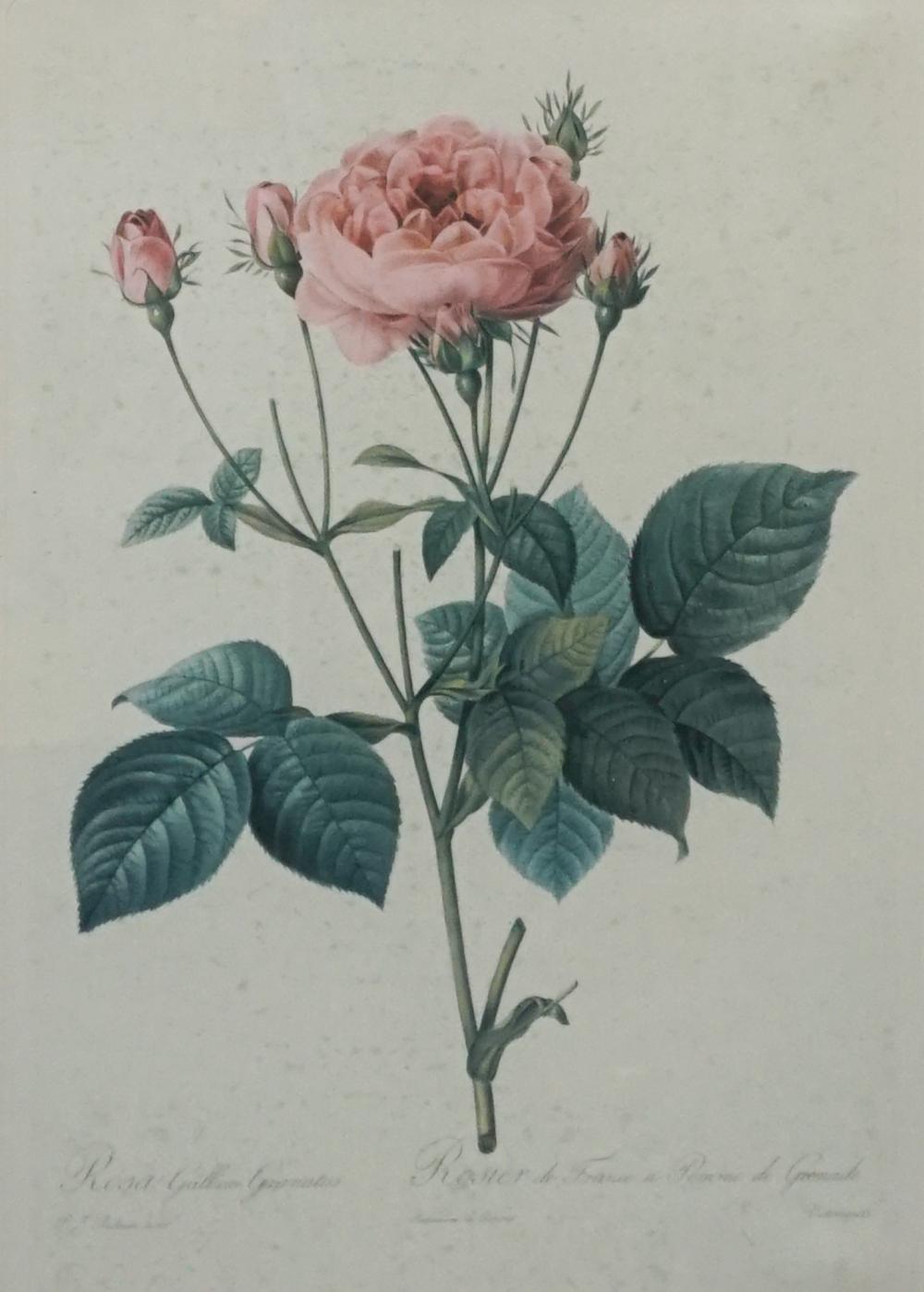 AFTER PIERRE JOSEPH REDOUTé