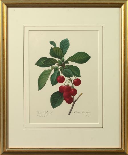 After Pierre Joseph Redoute