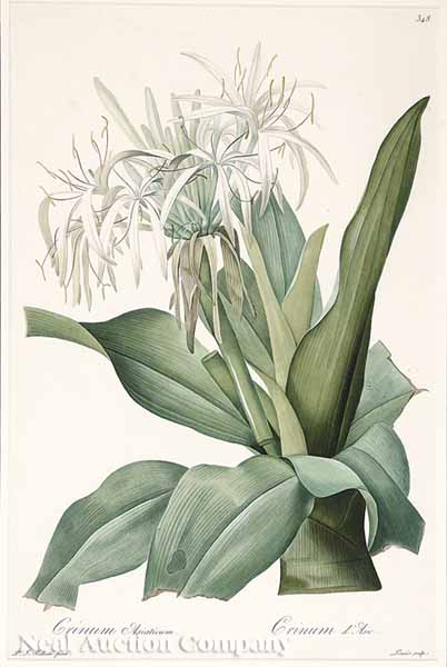 After Pierre-Joseph Redouté (French