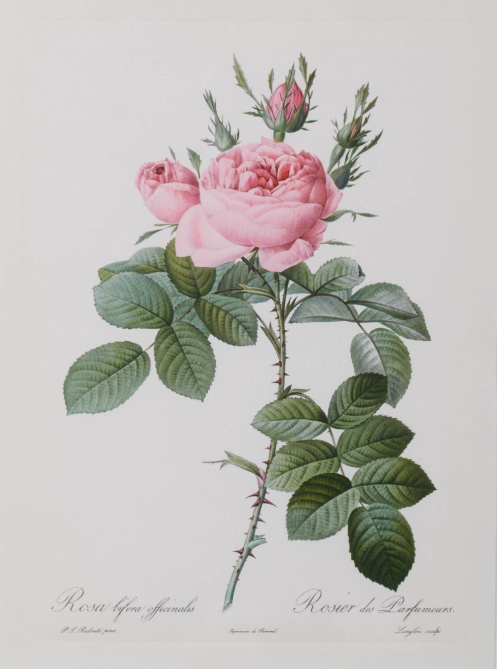 AFTER PIERRE-JOSEPH REDOUTE, FRENCH