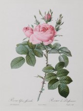 AFTER PIERRE-JOSEPH REDOUTE, F