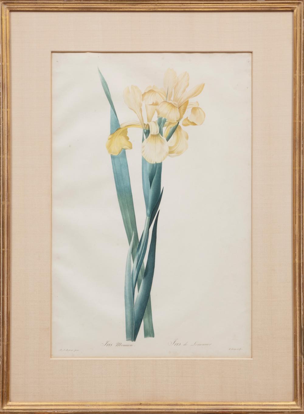 AFTER PIERRE-JOSEPH REDOUTé