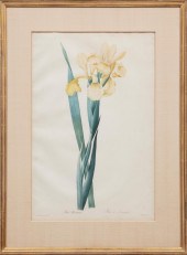 AFTER PIERRE-JOSEPH REDOUTé (F