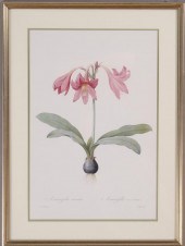AFTER REDOUTÃƒâ€°: AMARYLLIS A