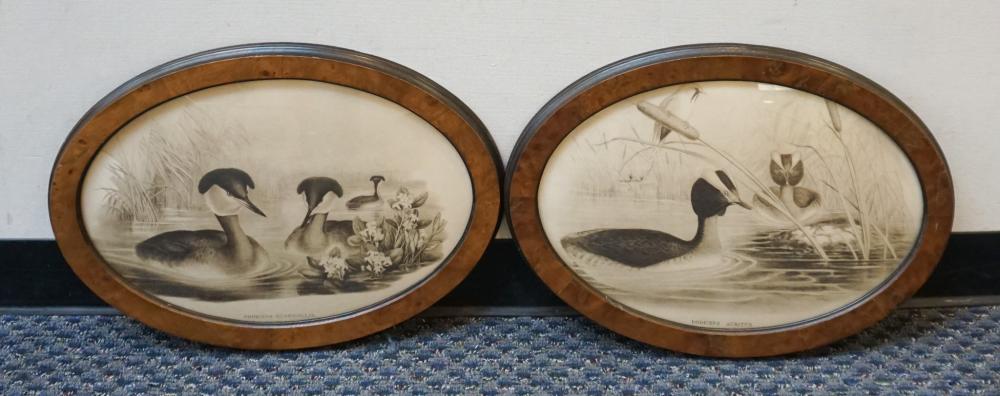AFTER RICHTER, PODICEPS RUBRICOLLIS