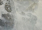 AFTER ROBERT BATEMAN, HIGH KIN