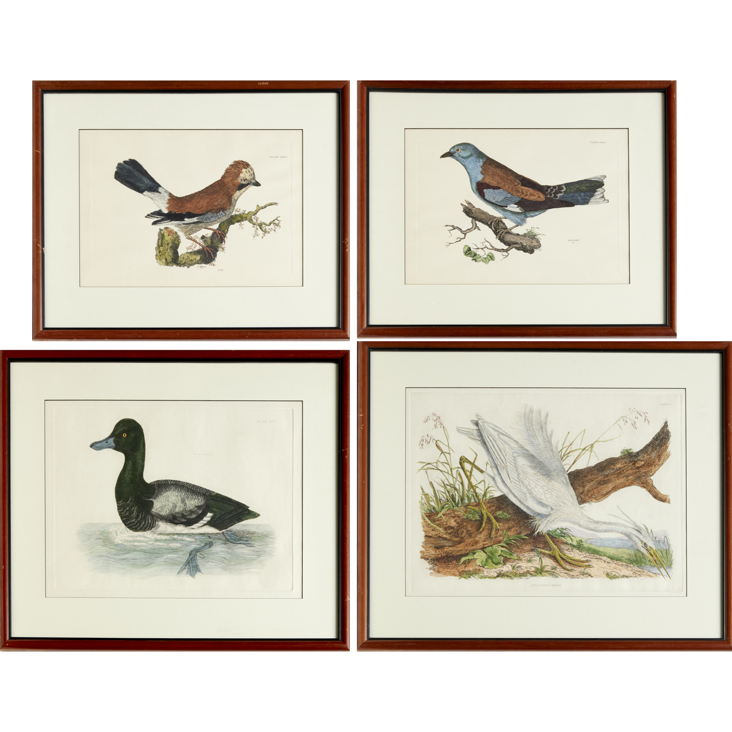 AFTER SELBY & MITFORD, (4) BIRD