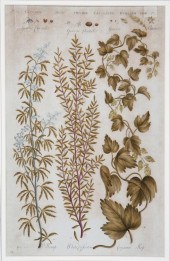 AFTER SIR JOHN HILL (BRITISH,
