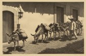 ALAN HORTON CRANE, BURRO TRAIN