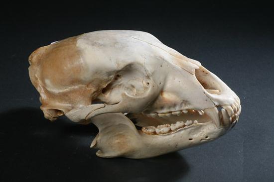 ALASKA BLACK BEAR SKULL. - 5 in.