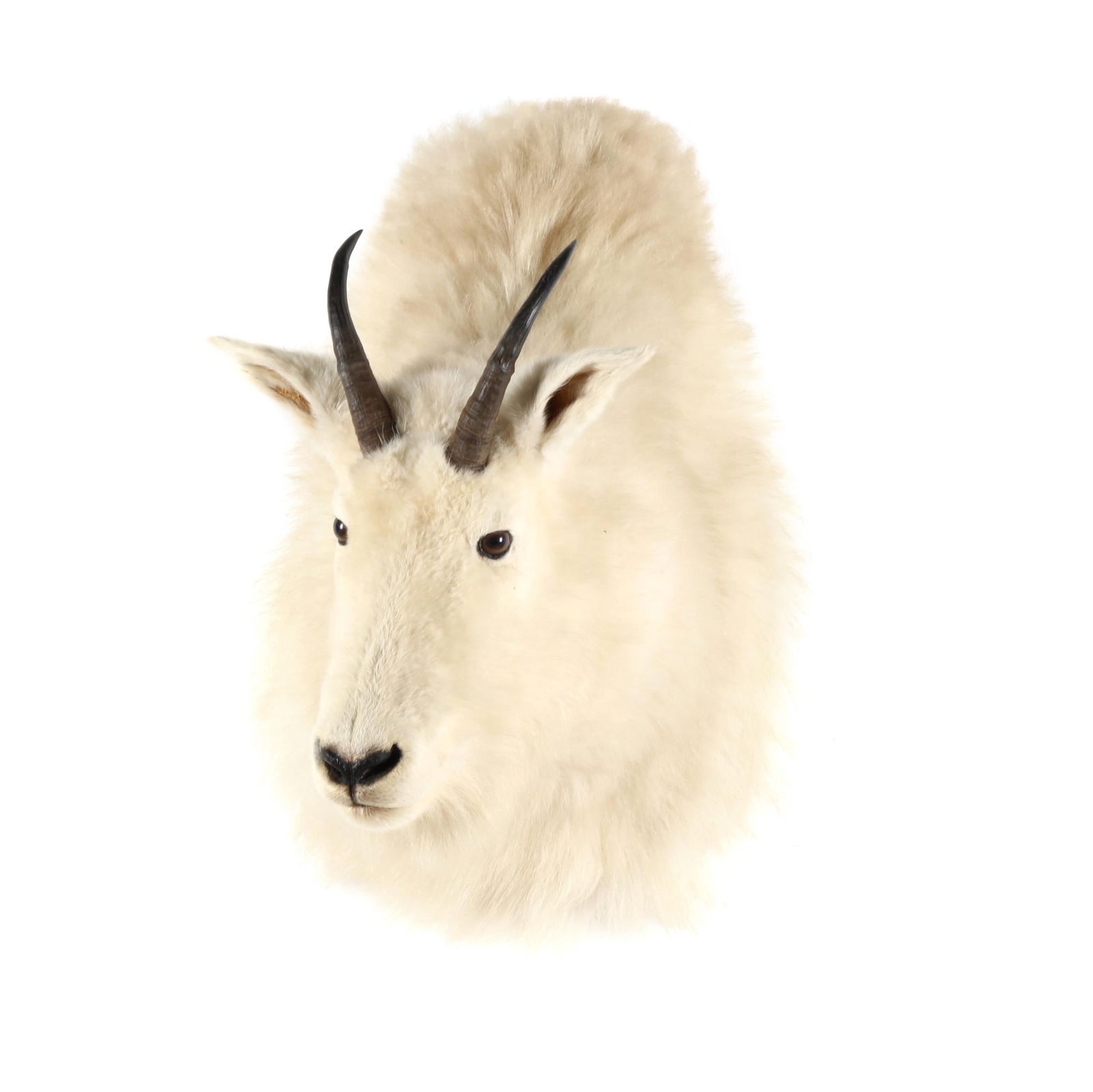 ALASKAN ROCKY MOUNTAIN GOAT