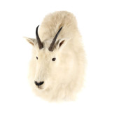 ALASKAN ROCKY MOUNTAIN GOAT TA
