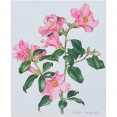 ALASTAIR GORDON (BRITISH Alast
