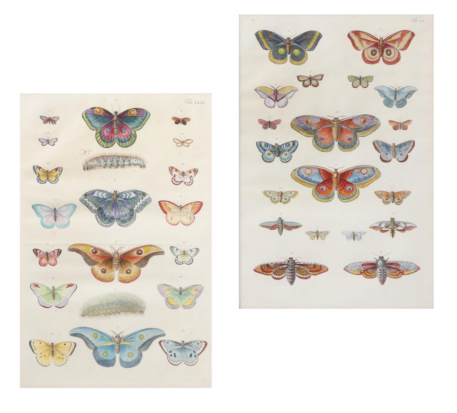 ALBERTUS SEBA, BUTTERFLIES,