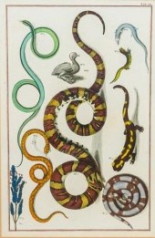 ALBERTUS SEBA ENGRAVING SNAKES
