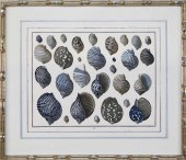 ALBERTUS SEBA HAND COLORED SEA