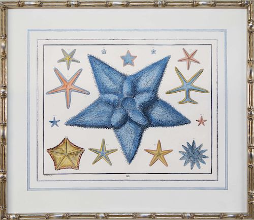 ALBERTUS SEBA HAND COLORED STARFISH