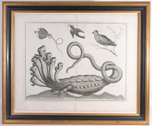 ALBERTUS SEBA 'MARK OF THE HYDRA'