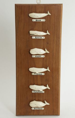 ALETHA MACY SIX-SPECIES WHALE
