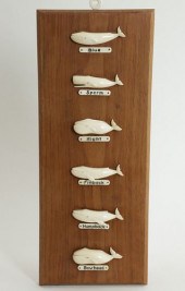 ALETHA MACY SIX-SPECIES WHALE