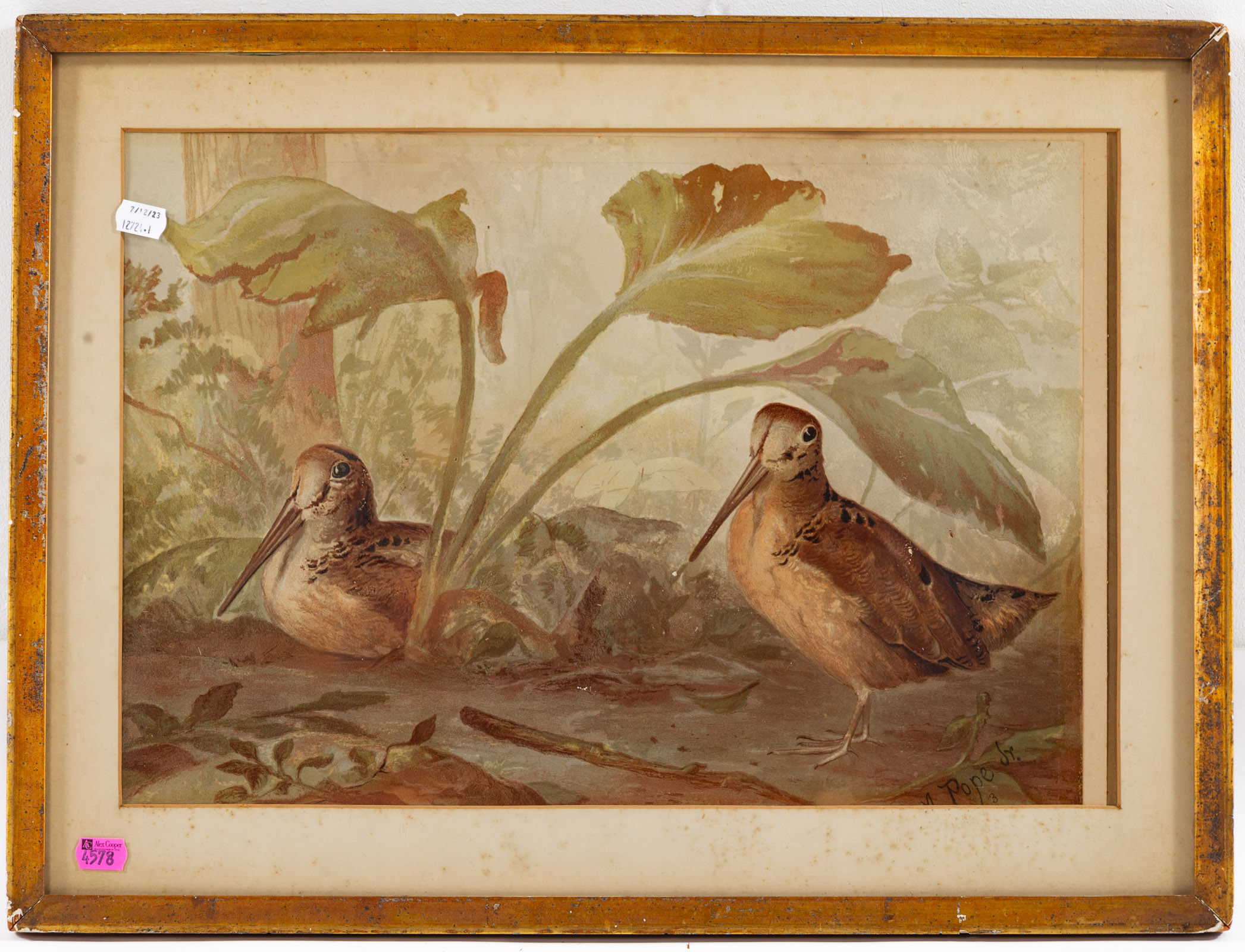 ALEXANDER POPE. TWO WOODCOCKS,