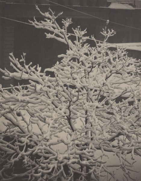 Alfred Stieglitz (Am 1864-1946)