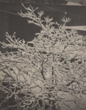 Alfred Stieglitz (Am 1864-1946