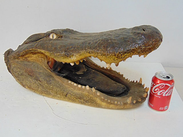 ALLIGATOR HEAD MOUNT, OPEN MOUTH,