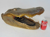 ALLIGATOR HEAD MOUNT, OPEN MOU