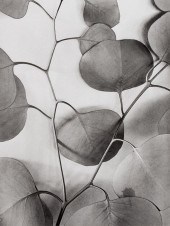 ALMA LAVENSON (1897-1989) "EUC