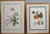 AMARYLLIS BROUSSONETII ALONG W