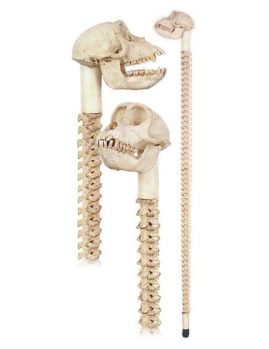 AMAZING CABINETS OF CURIOSITIES