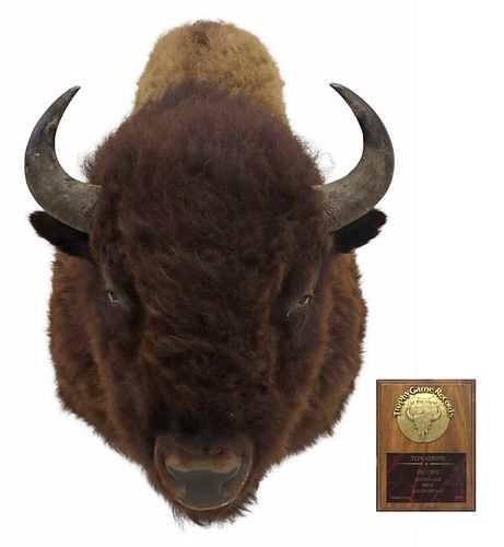 AMERICAN BISON TAXIDERMY TROPHY