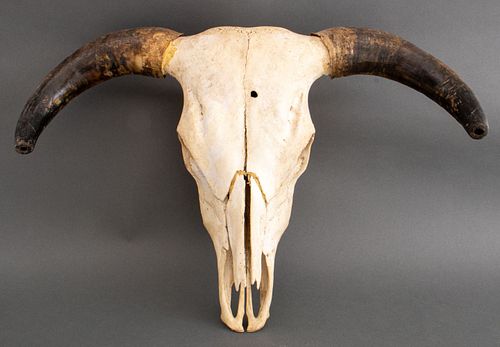 AMERICAN BUFFALO SKULL WITH