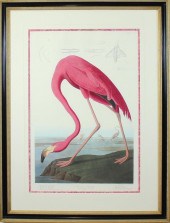 "AMERICAN FLAMINGO," REPRODUCT