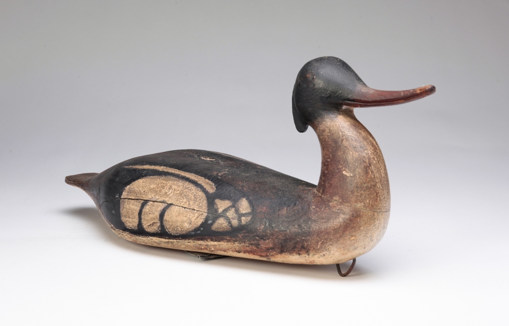 AMERICAN FOLKSY MERGANSER. First